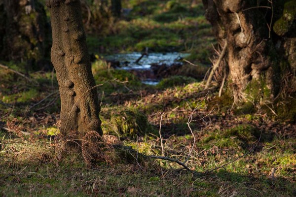 julian, konczak, photography, the interactive forest, forest trip out, new forest