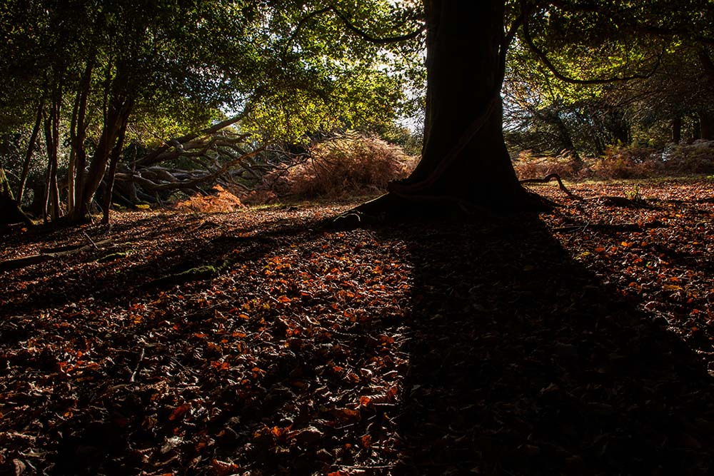 julian, konczak, photography, dockens water, forest trip out, new forest