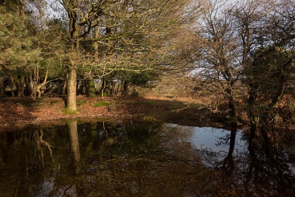 konczak, forest, a trip out