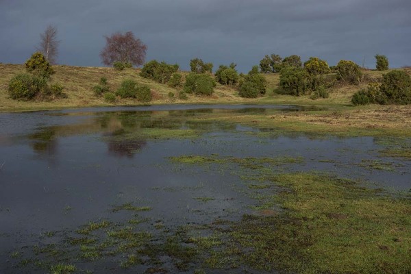konczak, forest, a trip out