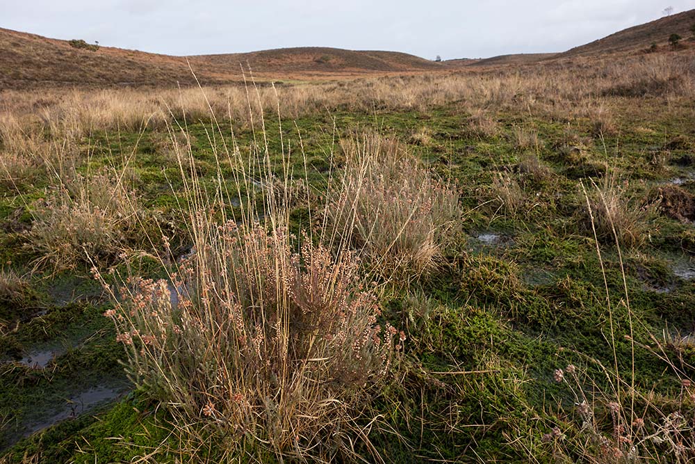 In Search of a Vista - Towards Abbots Well