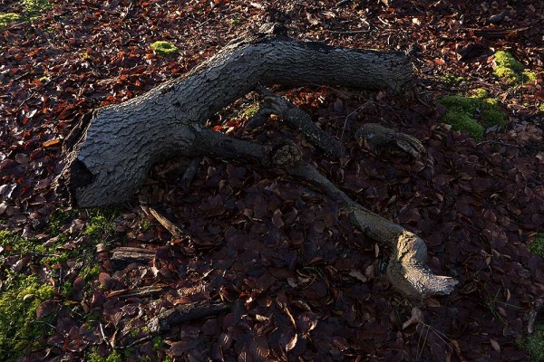 konczak, forest, a trip out