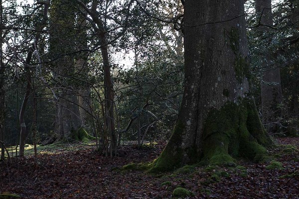 konczak, forest, a trip out