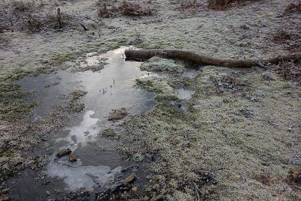 konczak, forest, a trip out