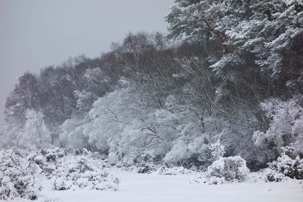 julian, konczak, photography, video, snow, new, forest, a trip out