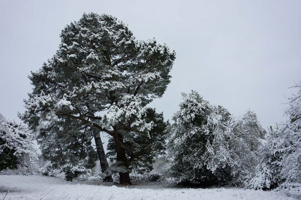 julian, konczak, photography, video, snow, new, forest, a trip out