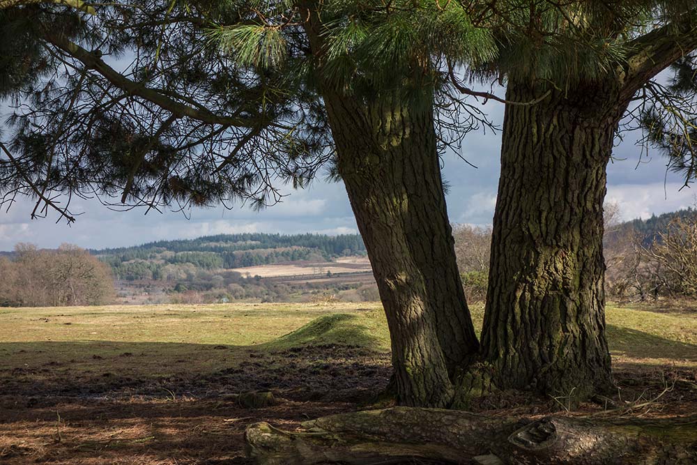 In Search of a Vista - Towards Pitchers Knowle