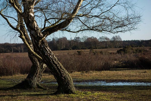 In Search of a Vista, White Moor Ridge, Lyndhurst, julian, konczak, photography, video, new, forest, a trip out