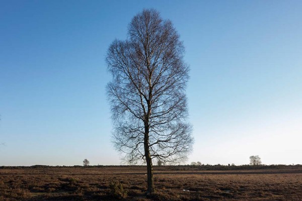 In Search of a Vista, White Moor Ridge, Lyndhurst, julian, konczak, photography, video, new, forest, a trip out