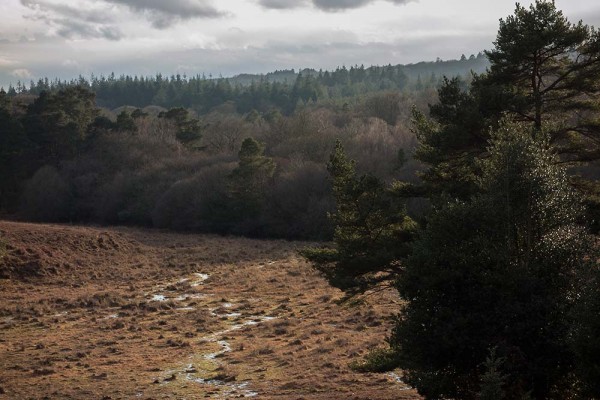 julian, konczak, photography, video, new, forest, a trip out, in search of a vista