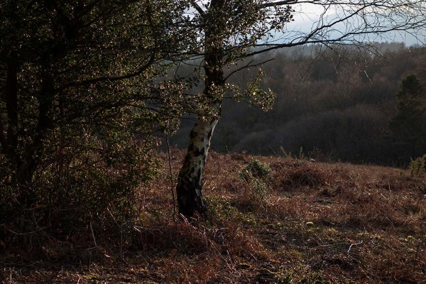 julian, konczak, photography, video, new, forest, a trip out, in search of a vista