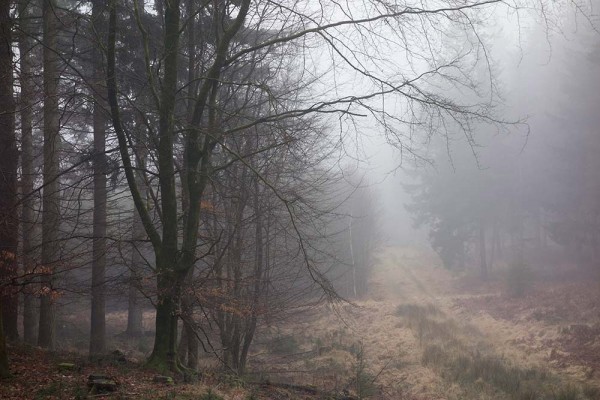 julian, konczak, photography, video, new, forest, a trip out, in search of a vista