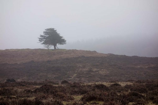 julian, konczak, photography, video, new, forest, a trip out, in search of a vista