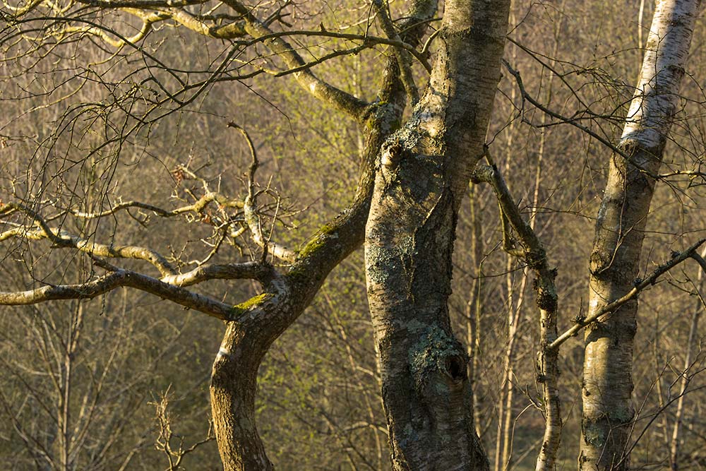 In Search of a Vista - On Bigsburn Hill