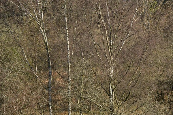 julian, konczak, photography, video, new, forest, a trip out