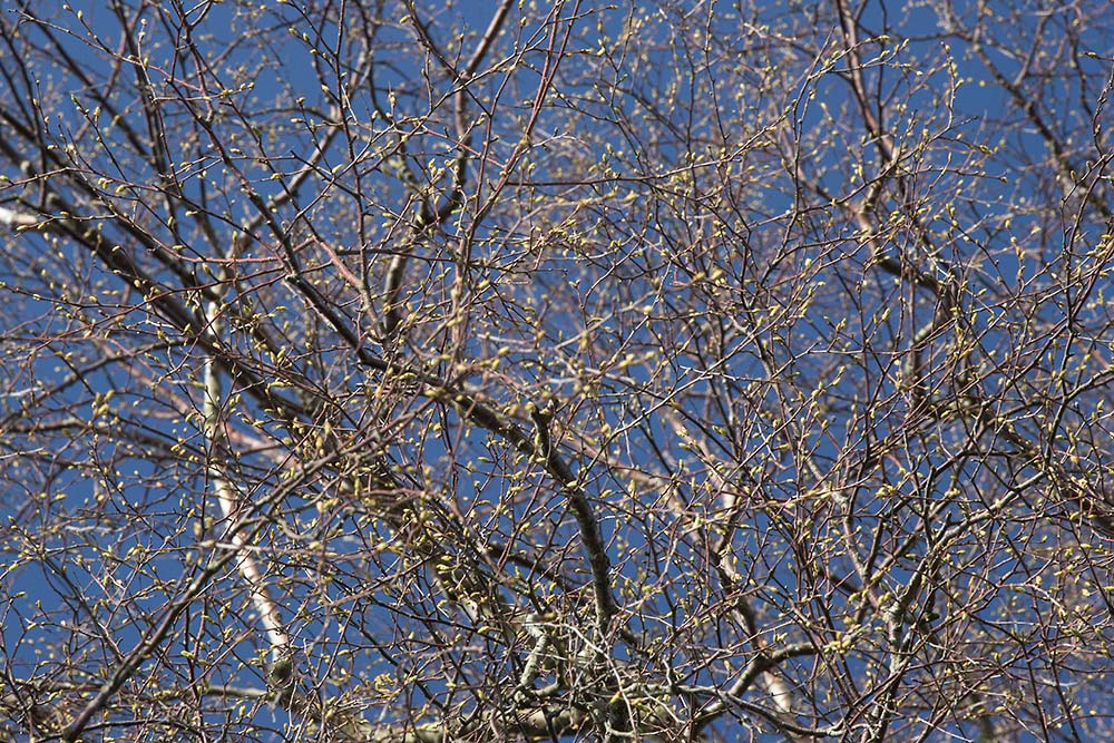 In Search of a Vista - Overlooking Long Beech Inclosure