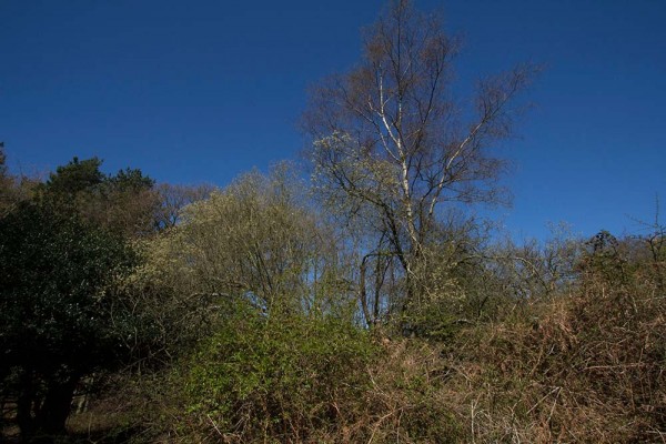 julian, konczak, photography, video, new, forest, a trip out