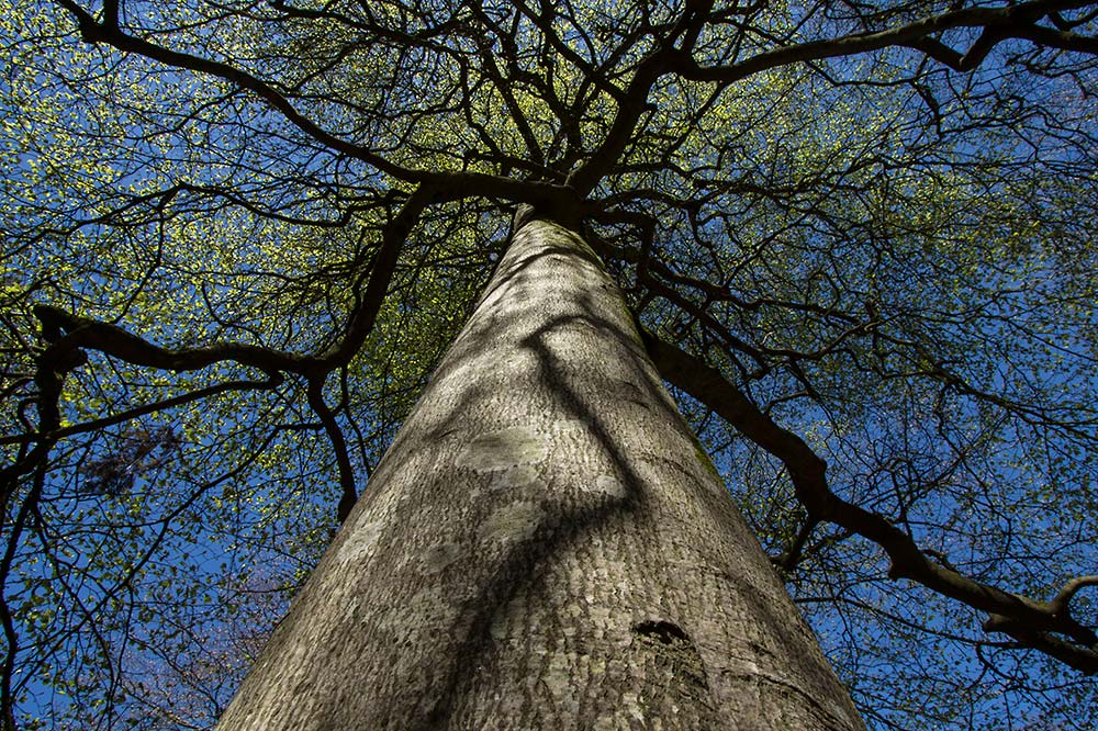 In Search of a Vista - Through Bentley Inclosure