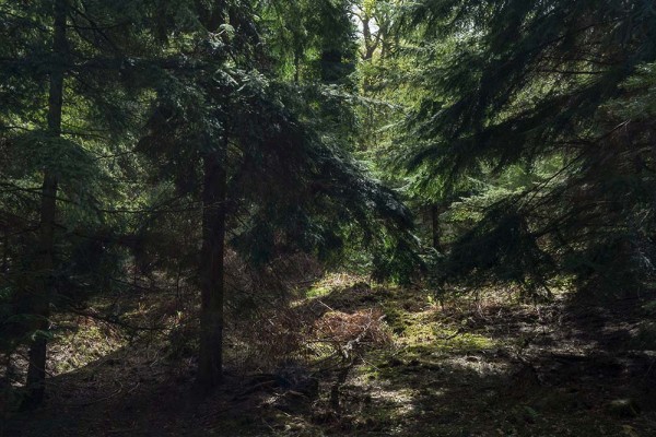 julian, konczak, photography, video, new, forest, a trip out