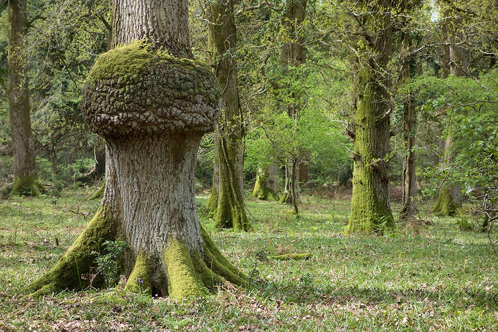 In Search of a Vista - Above Appleslade Inclosure