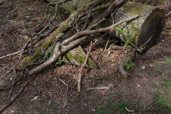 julian, konczak, photography, video, new, forest, a trip out