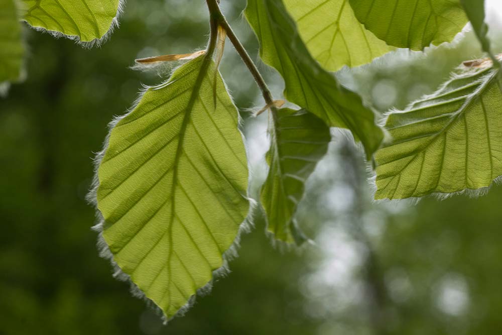 In Search of a Vista - Into Wootton Coppice Inclosure