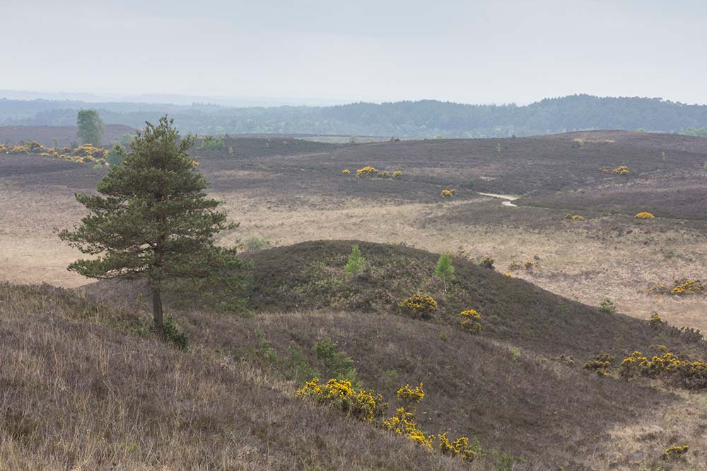 In Search of a Vista - From Vereley Hill