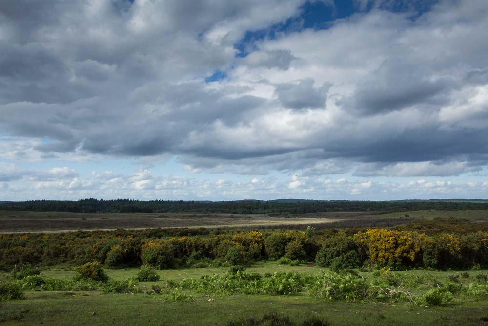 In Search of a Vista - Across Hincheslea Moor