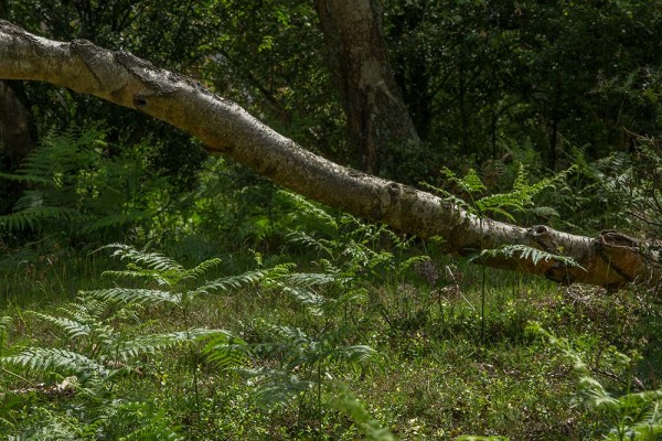 julian, konczak, photography, video, new, forest, a trip out