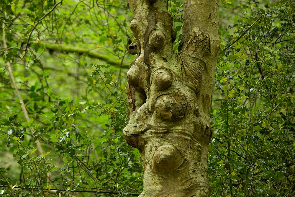 In Search of a Vista - Through Black Bush