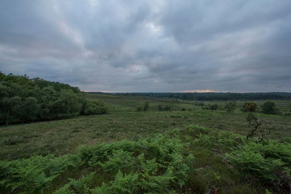 julian, konczak, photography, video, new, forest, a trip out