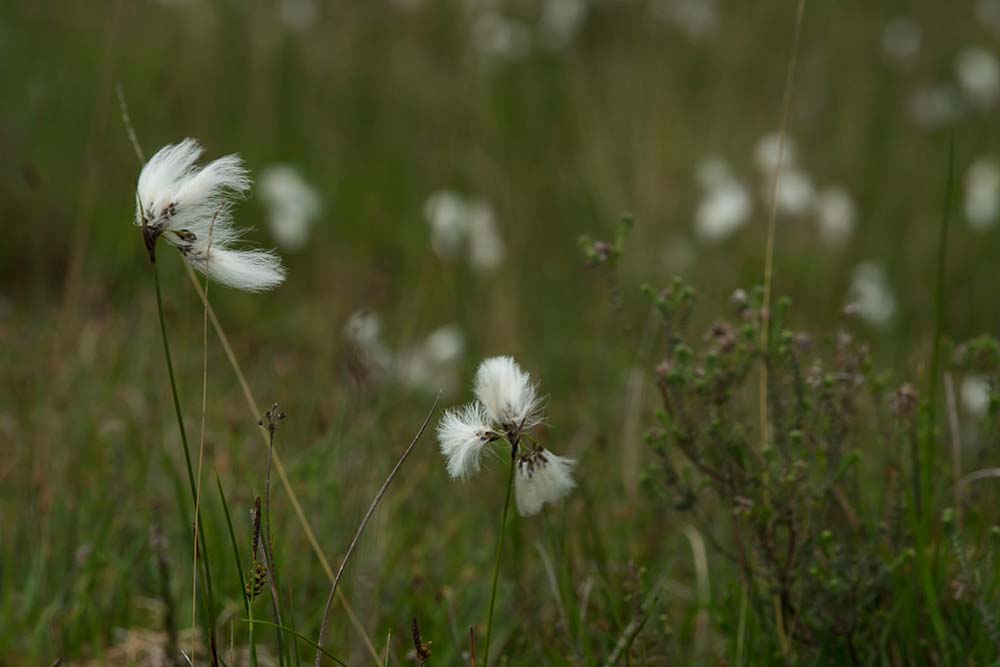 In Search of a Vista – Below Picket Post