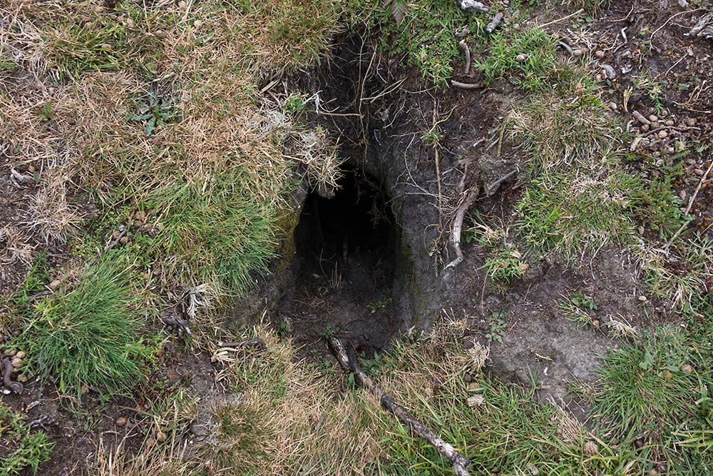 In Search of a Vista – Across Bealieau Heath