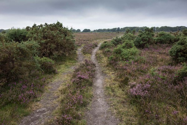 julian, konczak, photography, video, new, forest, a trip out