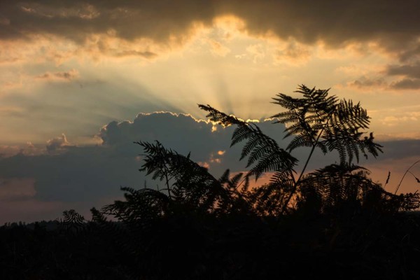 julian, konczak, photography, video, new, forest, a trip out