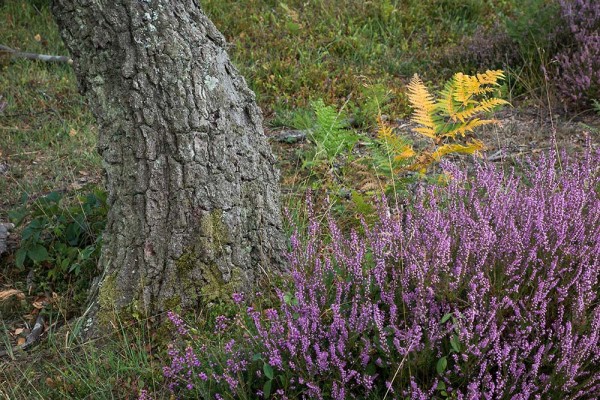 julian, konczak, photography, video, new, forest, a trip out