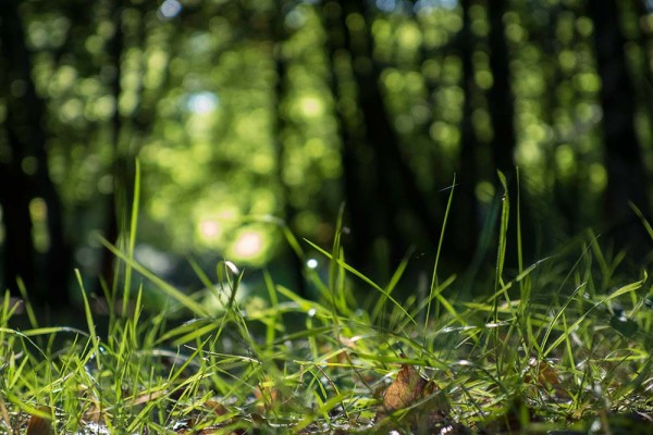 julian, konczak, photography, video, new, forest, a trip out