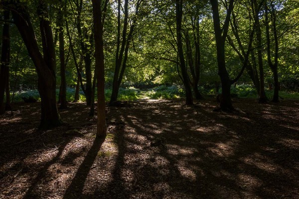 julian, konczak, photography, video, new, forest, a trip out