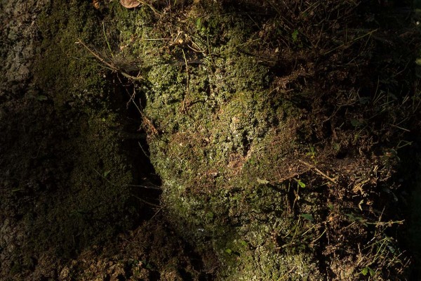 julian, konczak, photography, video, new, forest, a trip out