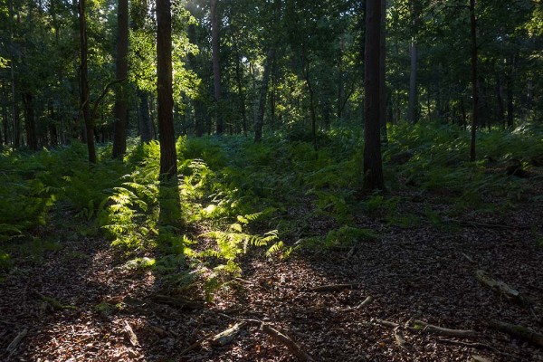 julian, konczak, photography, video, new, forest, a trip out