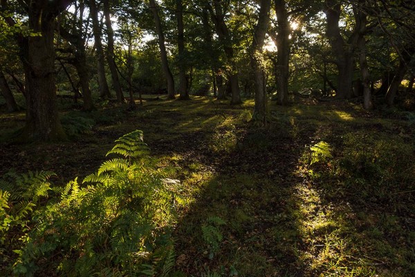 julian, konczak, photography, video, new, forest, a trip out