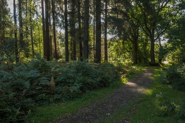 julian, konczak, photography, video, new, forest, a trip out