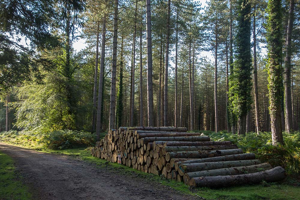 In Search of a Vista – Past Cockroad Hill