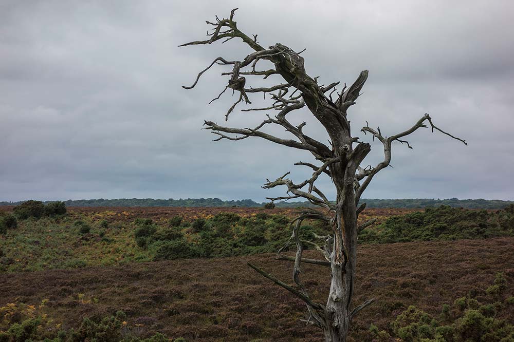 In Search of a Vista – Over Goatspen Plain