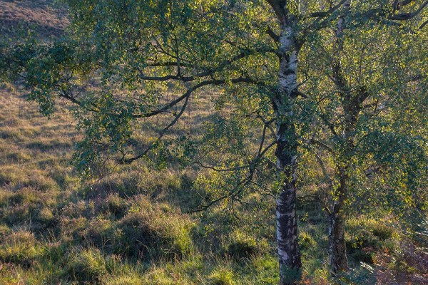 julian, konczak, photography, video, new, forest, a trip out, hightown