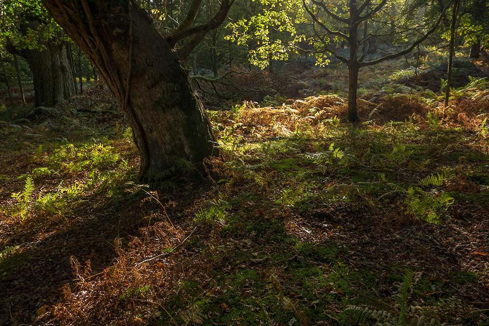 In Search of a Vista – Beside the Ornamental Drive