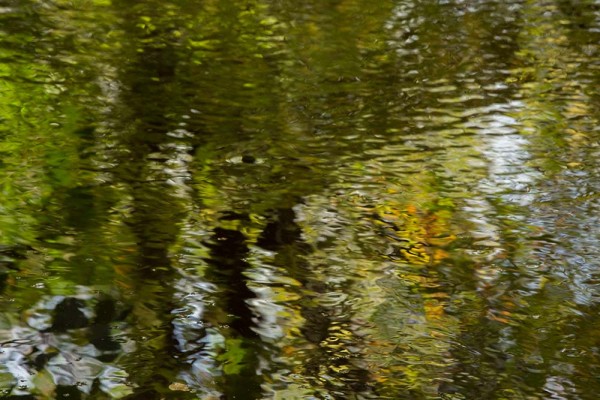 julian, konczak, photography, dockens water, forest trip out, new forest