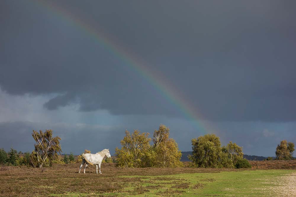 In Search of a Vista – Around Little Whitemoor Bottom