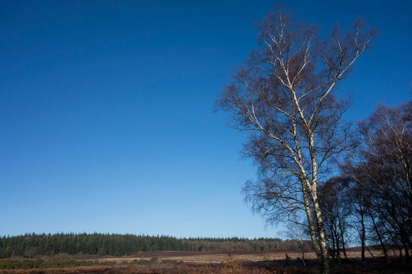 julian, konczak, photography, high corner, hasley wood inclosure, forest trip out, new forest, in search of a vista, winter