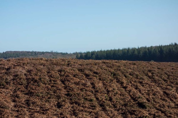 julian, konczak, photography, high corner, hasley wood inclosure, forest trip out, new forest, in search of a vista, winter